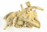 Miniature Fossil Cluster with Spiny Urchin (Polydiadema) - France #254740-1